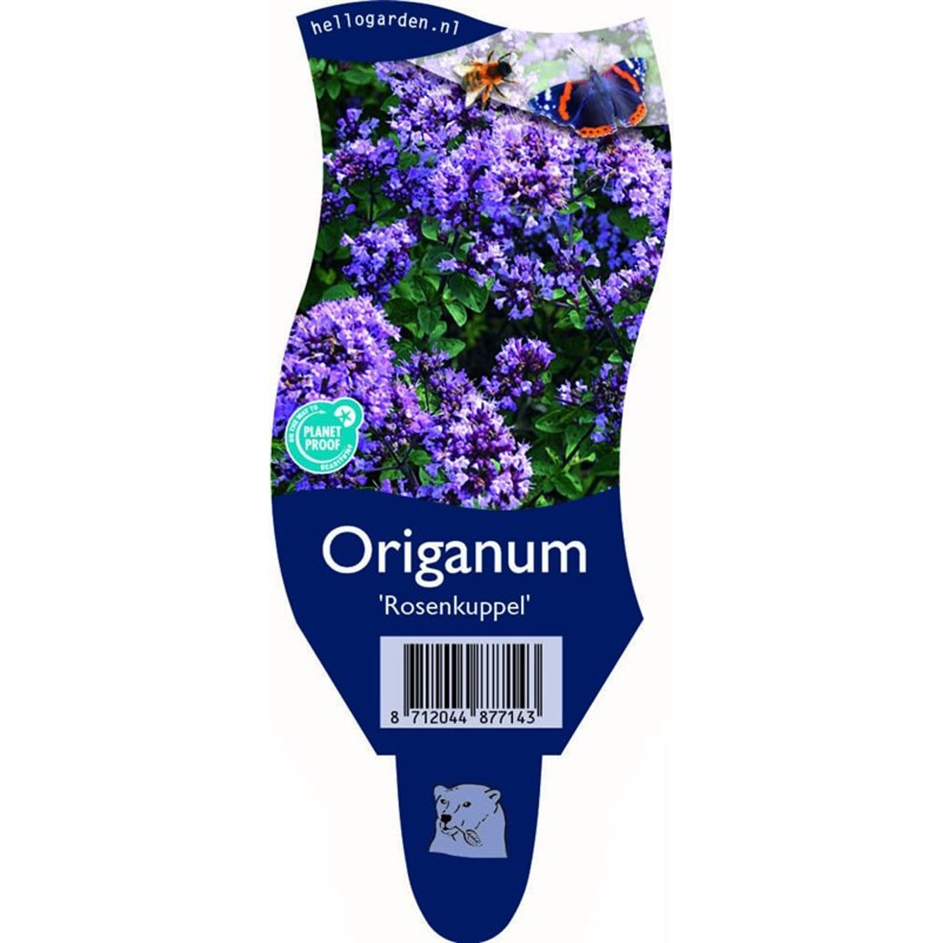 Oregano – Origanum 'Rosenkuppel' - P11